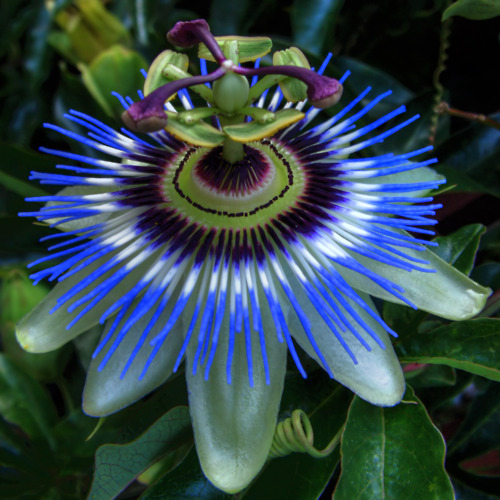 Passion flower appreciation post 