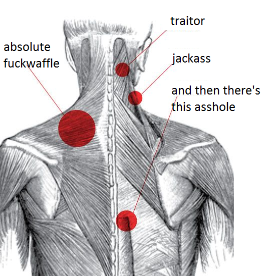 XXX medically accurate muscle chart: photo