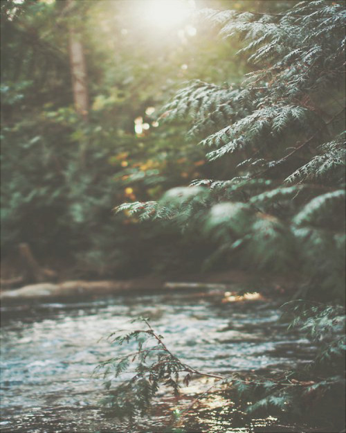 kintype-aesthetic: Freshwater river mermaidkin aesthetic partially suggested by anon! x x 