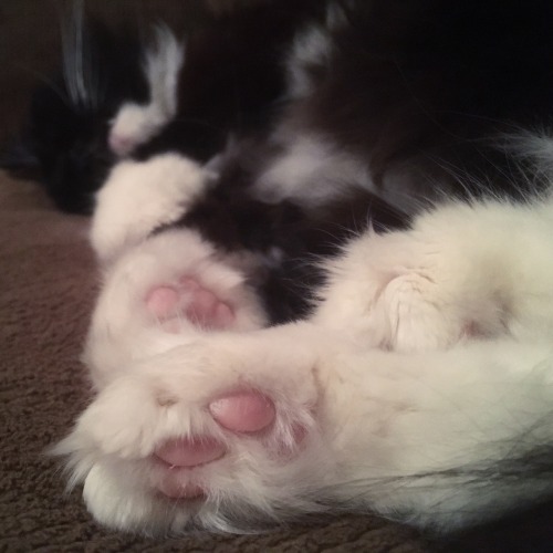 lovelygoblin:Perfect pink toe beans on floofy feets