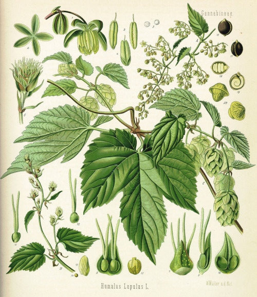 Franz Eugen Köhler, Hops, Humulus lupulus, 1883-1914. From the book Medizinal-Pflanzen, Gera, German