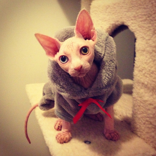 pineapplemachine: pineapplemachine:  Psa! Wtf is wrong with people who dont like hairless cats. They can wear sweater cuz They. Are. Nakey. GOBLINSSSS!!!  I bring u proof 