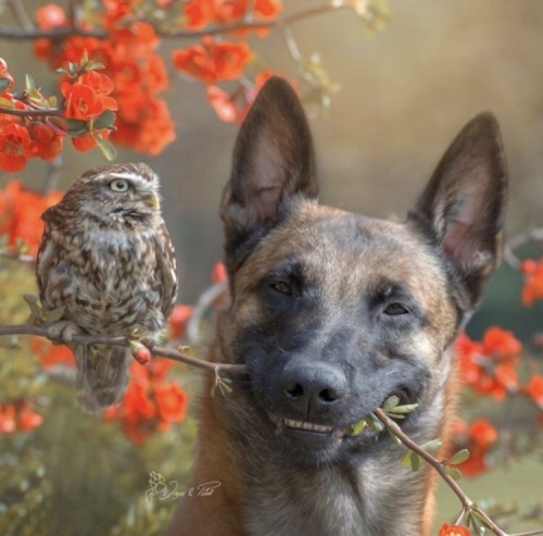 therablat:ravenhairedbeauty0114:animals-lovers:(Source)Puppy LoveOdd Couple.