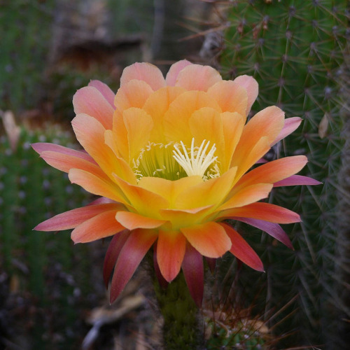 ~  photographer : andysae on flickr ~  Echinopsis bloom