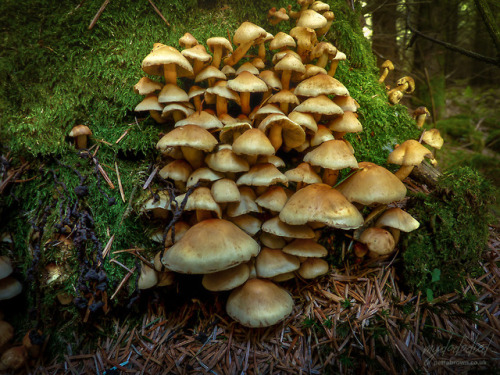 mydododied:Forest medley