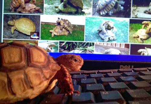 adriofthedead:  lemnix:  tastefullyoffensive:  (photos by consent_van)  is that fucking parmesan  no its a tortoise