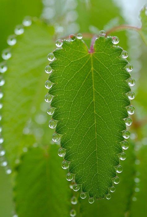 scienceyoucanlove:
“ The phenomenon shown in this shot is called guttation, the exudation of tiny drops of xylem sap that accumulate on the tips or edges of leaves some vascular plants, such as grasses. It is different to dew, which condenses from...