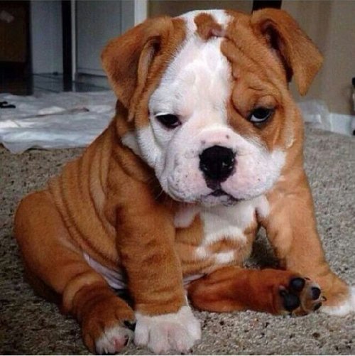  Cute English Bulldog Puppy 