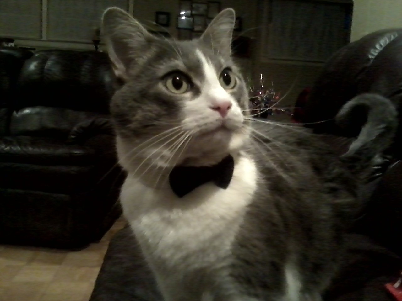 I REALLY LIKE CATS