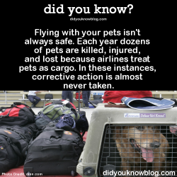 did-you-kno:  Flying with your pets isn’t always safe. Each year dozens of pets are killed, injured, and lost because airlines treat pets as cargo. In these instances, corrective action is almost never taken.  Source