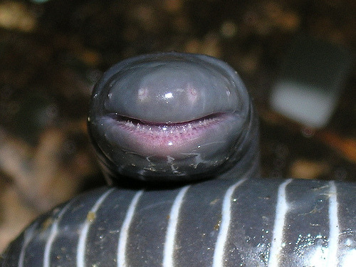 themesozoicsperm: Caecilians’ teeth are so metal. Nothing you will expect from