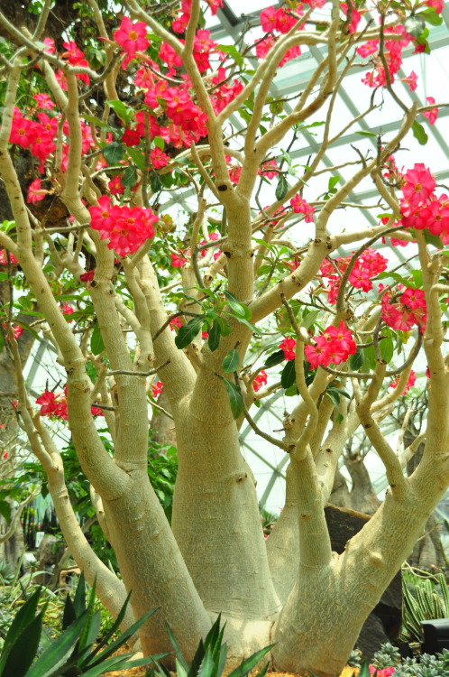 pointshootandclick: My Gardens by the Bay “Flower Dome” experience. Seeing these lovely 