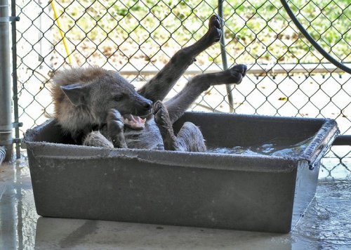 wildhyaena:  I can’t get over how adorable Jake is. LOOK AT HOW FRIGGIN ADORABLY CUTE HE IS WHEN HE GETS A BATH. I couldn’t find a share button on Facebook for all of these, so all photos are copyright Bryan Hawn and whoever took them. 