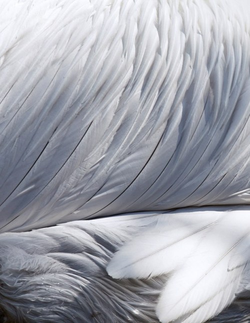 culturenlifestyle: Stunning Images Showcase the Beauty of Birds’ FeathersFashion photographer 