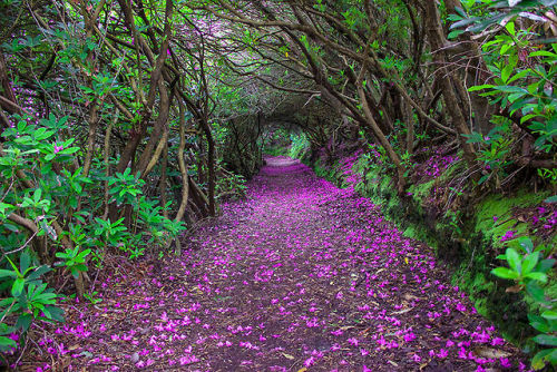 mryomyom:    Autumn In The White Carpathians Rhododendron Laden Path, Mount Rogers, Virginia, USA Spring In Hallerbos Forest, Belgium Autumn Path In Kyoto, Japan  Autumn Path Bamboo Path In Kyoto, Japan Hitachi Seaside Park Path In Japan Dark Hedges