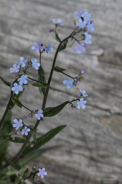 Mountain Forget-me-not (Myosotis alpestris) on Dunraven Pass, Yellowstone National Park, Wyoming&