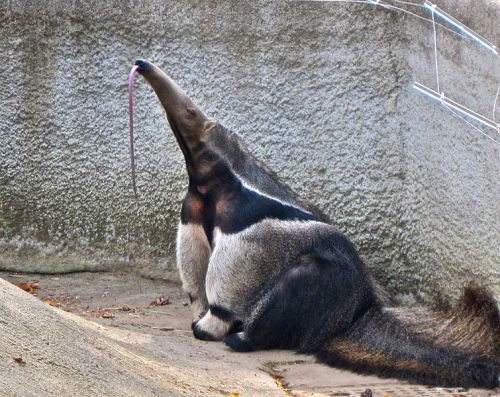 goddamn-batgirl:rhamphotheca:A Giant Anteater (Myrmecophaga tridactyla) at Detroit Zoo, Michigan, US