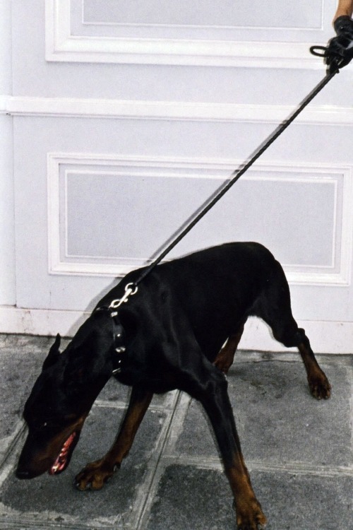 darnyill:  Vogue Paris, June 2009 