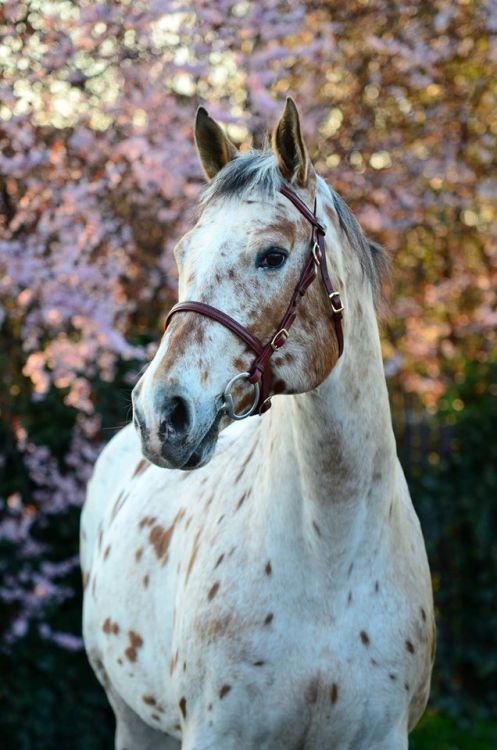 XXX scarlettjane22:    Makowska Equine Photography photo