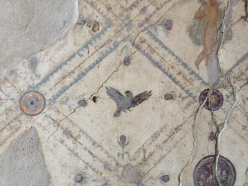 didoofcarthage:Details from a fresco in a triclinium of the Villa Arianna at Stabiae Roman, late 1st