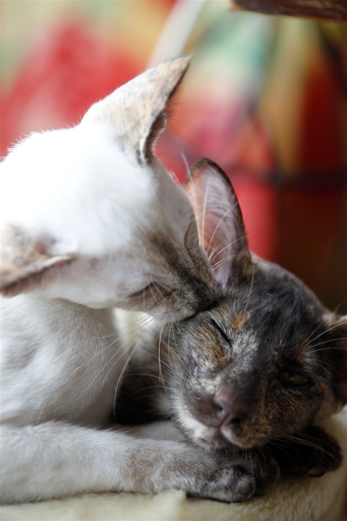 mostlycatsmostly:(via Walter G)
