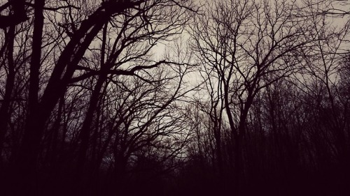 lovebizarreoddities: Bachelor’s Grove Cemetery Midlothian, Illinois Hidden in an array of crowded, t