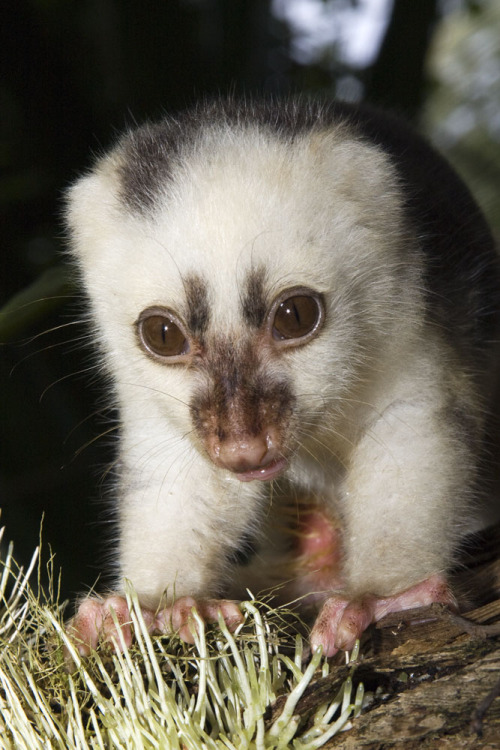 Common Spotted Cuscus &ldquo;The common spotted cuscus (Spilocuscus maculatus) is a cuscus, a marsup