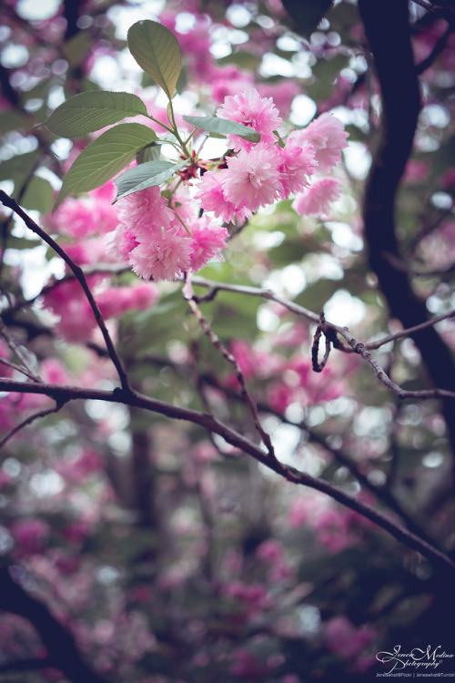 Underneath the cherry blossoms | Descanso Gardens Series | La Cañada Flintridge, CAInstagram