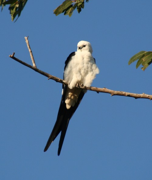 I think this is one of the best looking birds of prey out there, one of my favourites - the American