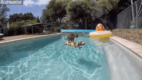 theverge:  These cats are so much cooler than the dogs they hang out with, it’s