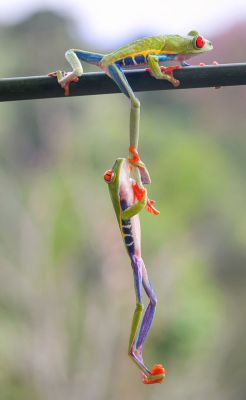 letsgowild:  Red-eyed tree frogs  Adrena