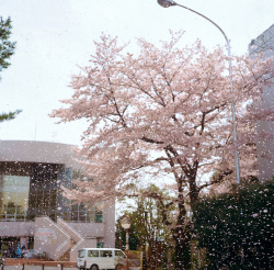 caelestial: 春、桜散る。 by meshide on Flickr. 