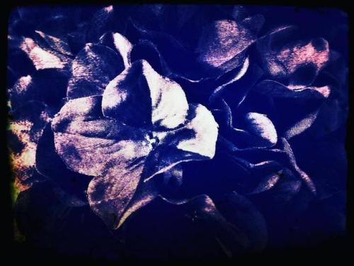 Floral Series: Hiraeth Photo taken and edited by me. #photomanipulation #photography #edited #goth #