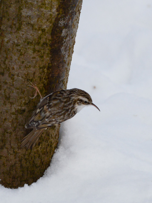 Puukiipijä, treecreeper