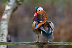 becausebirds:  Mandarin Duck - the first