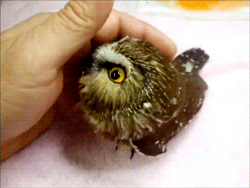 Sex fat-birds:  Saw-Whet Owl. We’ve got lovely pictures