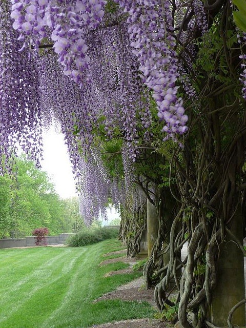 flowersgardenlove: Biltmore Estate gard Flowers Garden Love 