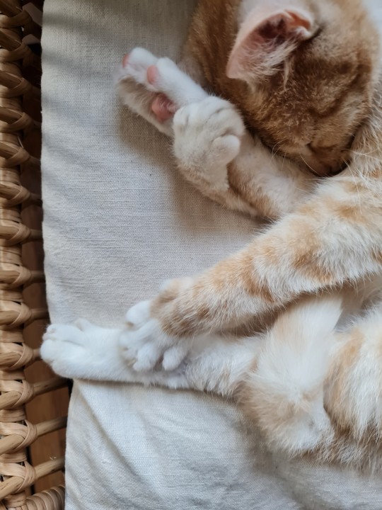 explodinglobsters:beans 🥰