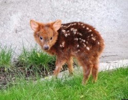 that is a very fluffy baby deer it is so fluffy i almost did not know what it was i am gonna cry