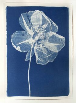 topcat77:  Cyanotype Poppy  No known  attribution, old print. 