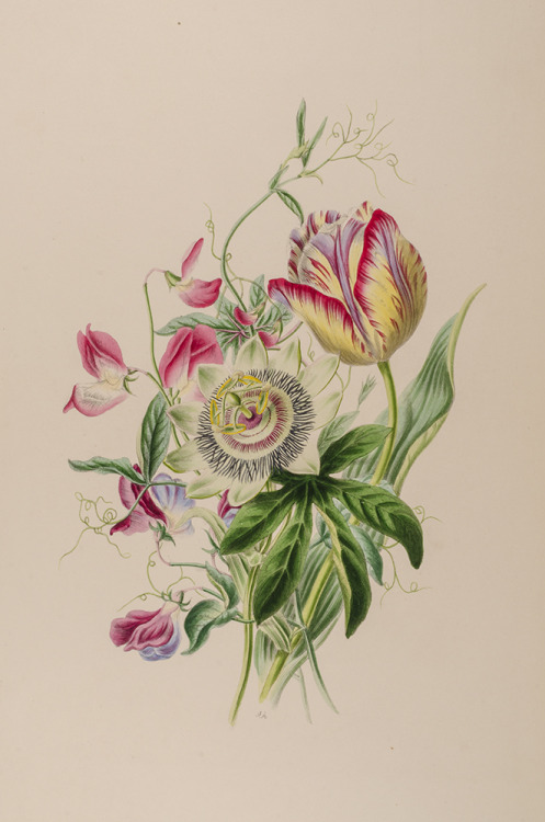 Louisa Anne Meredith &amp; James AndrewsFlora&rsquo;s Gems: or, The Treasures of the Parterr