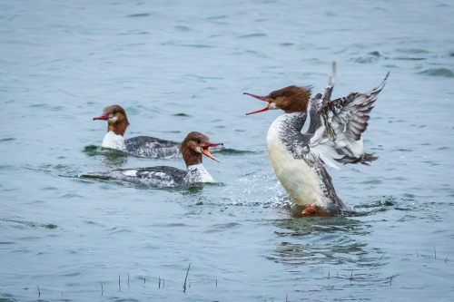 These girls look like they are having a bit of a spat! Three female mergansers photographed in Campb