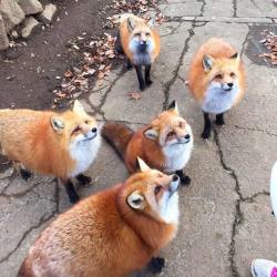 awwww-cute:  Fat Foxes (Source: http://ift.tt/2BG17iQ)