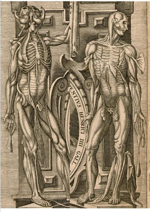 superb copper engraved title page from a late 16th century anatomy book c1599