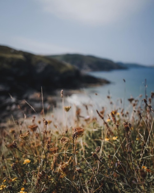 Instagram | Thewildwoodmoth