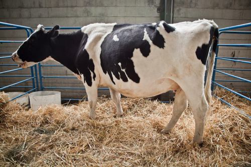 Rudy Garcia sculpts pumpkins, cows pose with elegance, and the Alaska State Fair does a riff on the 