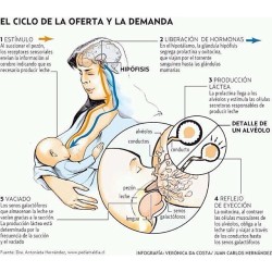 apegopr:  ¿Cómo funciona tu producción de leche materna? #lactancia #embarazo #lechematerna  (at www.ApegoPR.com)