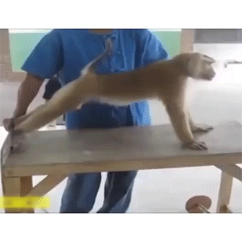 sizvideos:  Watch the videos - Follow our Tumblr  Lol