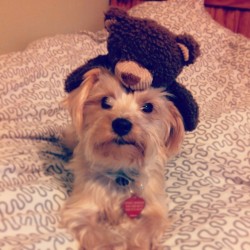 My dog with his new toy, Mr. Bear on his head. Why? Why not,