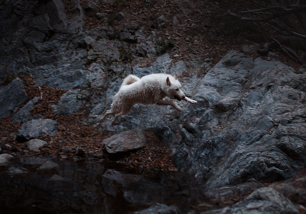 johnandwolf:  The wild one. Cooper Canyon Falls, Angeles National Forest, CA / November